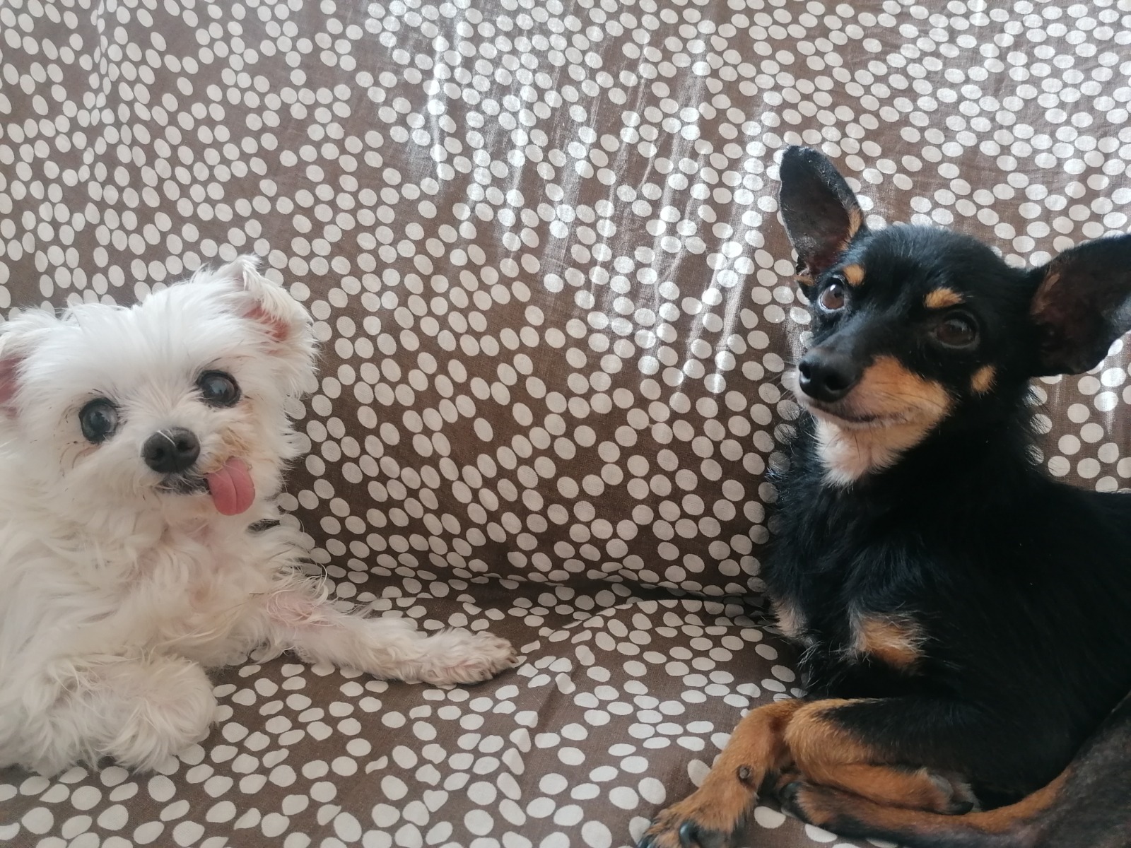 Pollo y Waldo, compañeros dermainfluencers Pollo y Waldo, compañeros dermainfluencers